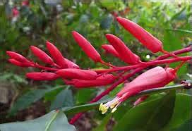 Buy Shrisha Organic Quassia (Quassia Amara ) Extract Tablets-180 ...