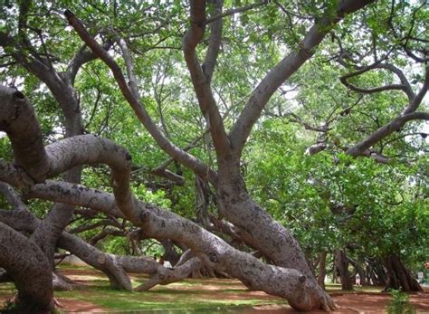 700-YO & Second-Largest In The World, This Banyan Tree In Telangana Is ...