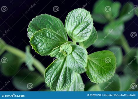 Leaves of a Scaredy Cat Plant, Coleus Caninus Stock Photo - Image of ...