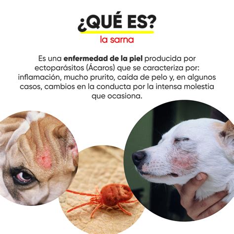 LA CUCHA Veterinaria | SARNA EN PERROS 🐕 Te traemos un post informativo sobre esta enfermedad ...