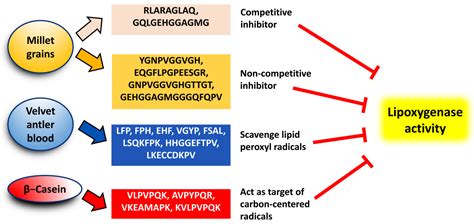 Bioactive Peptides and Protein Hydrolysates as Lipoxygenase Inhibitors ...