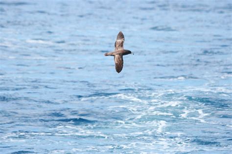 Image result for Petrel Features