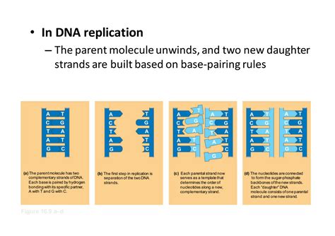 Image result for DNA Replication Explained