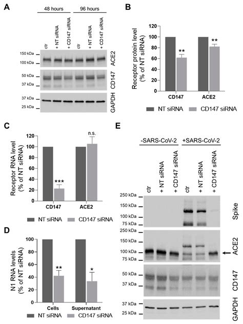 SARS-CoV-2 Entry: At the Crossroads of CD147 and ACE2