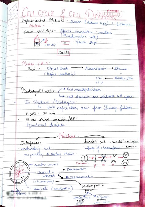Cell Cycle and Division Notes 的图像结果