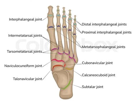 Foot 的图像结果