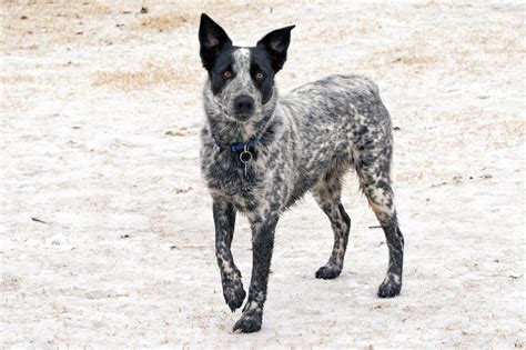 12 Types of Heelers and Other Herding Breeds