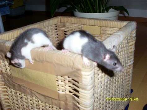 Tiere Kleinanzeigen Freiburg im Breisgau Anzeigenmarkt Freiburg im Breisgau