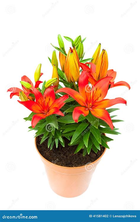 Red Lily Flowers in the Pot Isolated Image Stock Photo - Image of ...