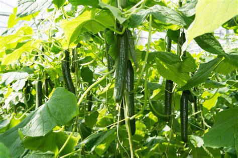 Cucumbers: How to Plant, Grow, and Harvest Cucumbers | The Old Farmer's ...