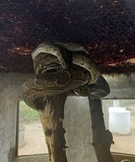 Rock Python 的图像结果