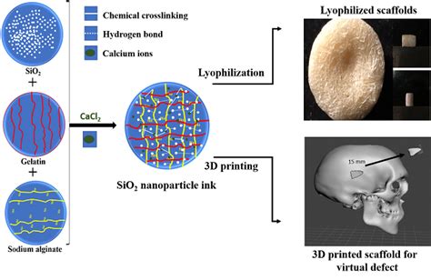 REGENERATIVE MEDICINE AND STEM C