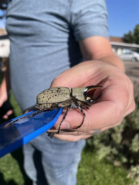 Jessie Sweet, born to tweet on Twitter: "Look at this f***ing beetle we just found in Kanab ...