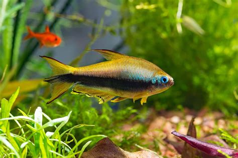 Types of Tetras: 20 Popular Tetra Species & Care Guide