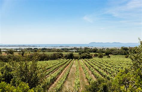 Château Galoupet - Wines & Spirits – LVMH - LVMH