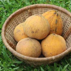 No: 1 Tropical Fruit Plant Nursery in Asia | Homegrown Biotech