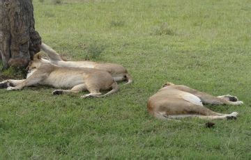 Memorable 3 Days 2 Nights Nairobi and Maasai Mara Tour Package ...