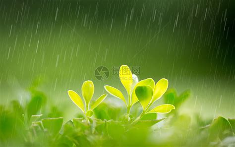 春天绿色田野下雨素材图片免费下载-千库网