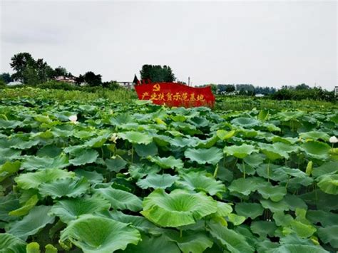 陕西：合阳县渭北高效节水灌溉工程：一池碧波让12万合阳人受益
