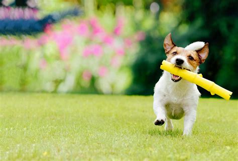 Image result for Fetch Training