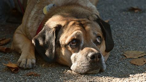 狗老化症狀多 飼養及護理方法 | 寵物百科