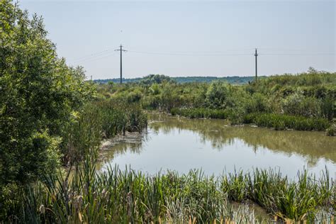 Cartojani. Istorii vechi și noi