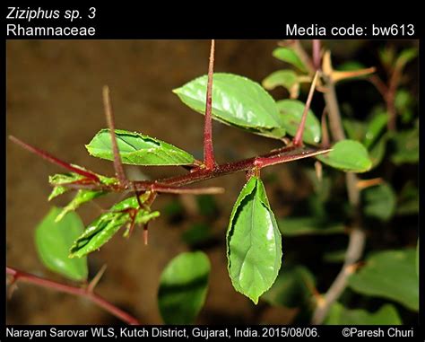 Ziziphus sp. 3 | Butterfly