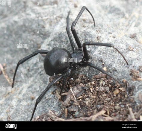 Western black widow latrodectus hesperus hi-res stock photography and ...