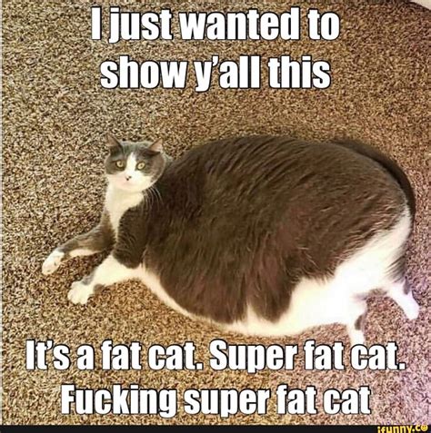 Fat Cat Meme