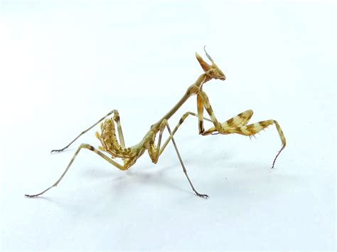 Эмпуза полосатая (Empusa fasciata Brulle, 1836). Самка