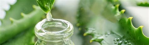 Kurooba Pure Aloe Vera Gel for Face, Skin & Hair - Optimum Gel For ...