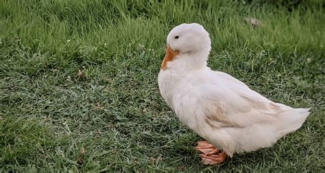 This cute duck near me. : r/duck