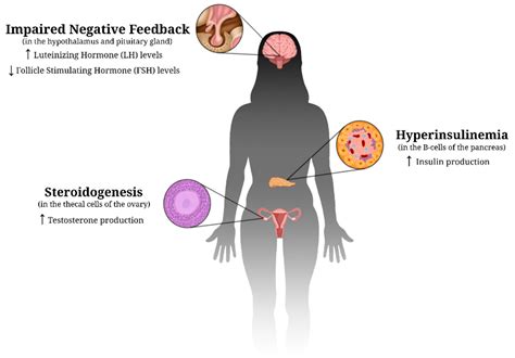 The Effects of Plant-Derived Phytochemical Compounds and Phytochemical ...