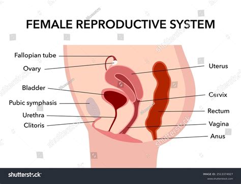 Image result for Reproductive System Parts