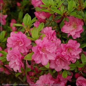 sikder store Azalea plant Price in India - Buy sikder store Azalea ...