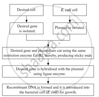 Genetic Engineering Process 的图像结果