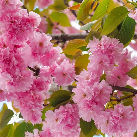 Kwanzan Cherry Trees For Sale Wholesale – Tennessee Wholesale Nursery