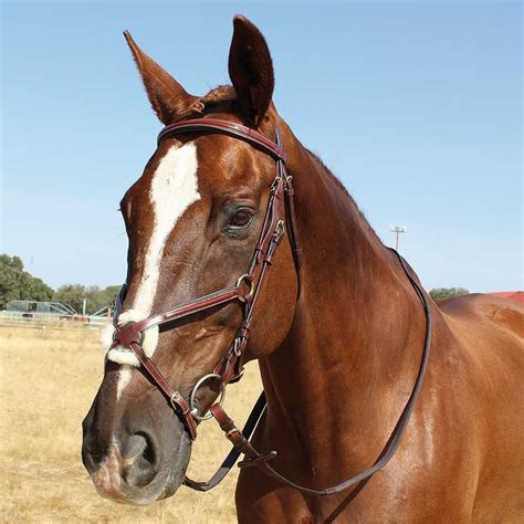 Cabezada Kieffer para filete Anja Beran Exclusive - Hípica Canalón