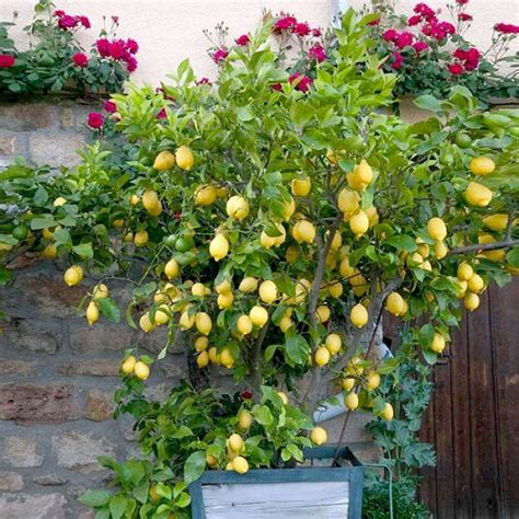 8 Best Lemon Tree Varieties for Containers | Balcony Garden Web
