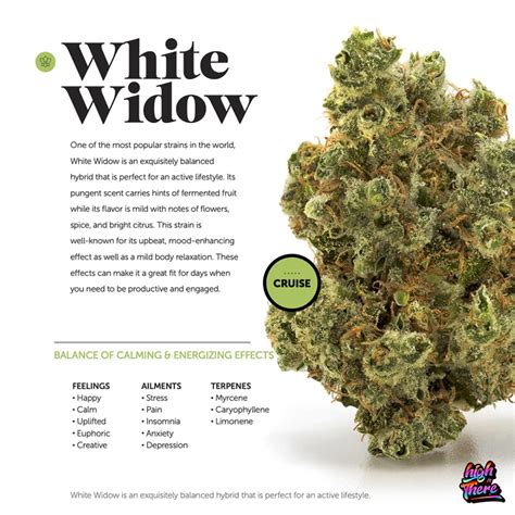 White Widow Strain Info & Guide | Bold Flavor & Balanced Effects