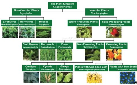 Image result for Linnaean Hierarchy Explained
