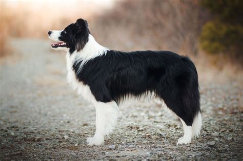 What Is A Border Collie at Eva Howse blog