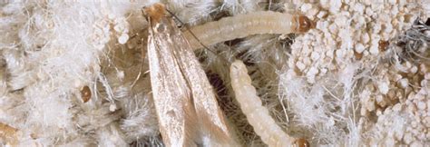 Image result for Cloth Moth Control