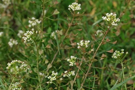 Capsella bursa-pastoris