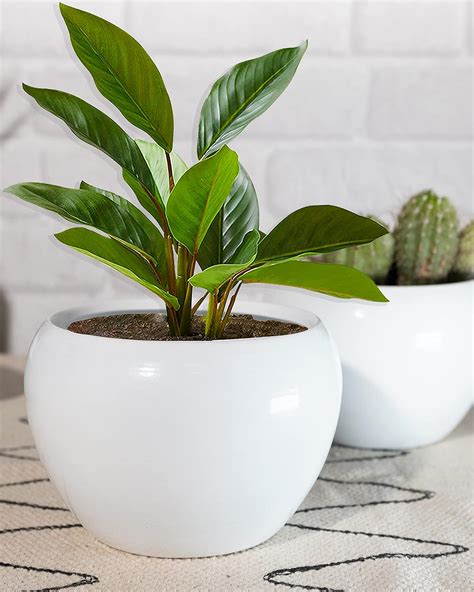 Homesake® Planters for Indoor Plants with Drainage Holes,Modern ...