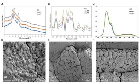 Molecular Mechanism of OsSUT2 Regulating Chalkiness Formation in Rice ...