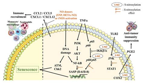 Senescence and Cancer: Role of Nitric Oxide (NO) in SASP