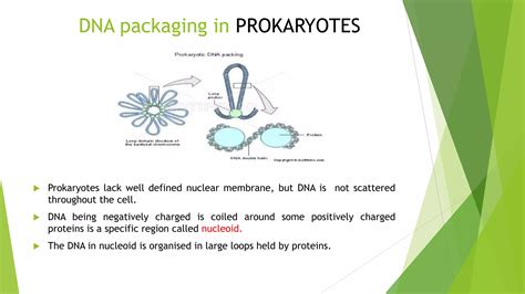 Dna packaging and replication | PPTX
