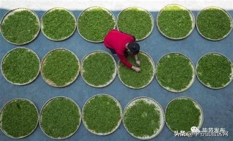 贵州毕节七星关区：发展茶产业 助力乡村振兴发展_茶叶_种植_茶园
