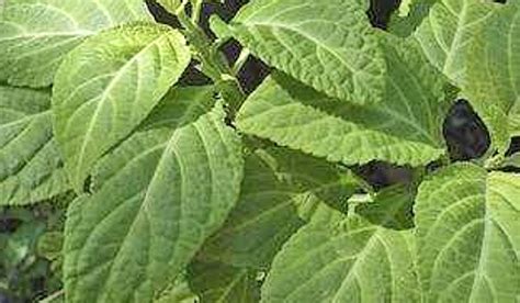 Scientists use plant membrane to extract hydrogen fuel from water